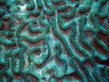boulder brain coral close-up (Colpophyllia natans)