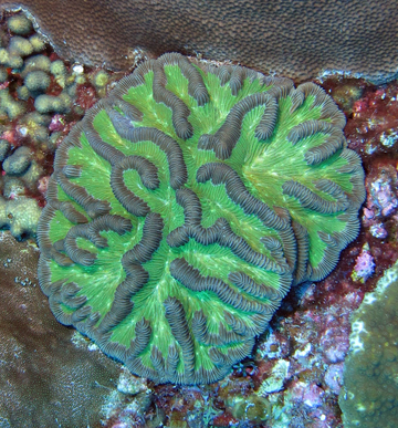 Young colony of Boulder Brain Coral (Colphophyllia natans)