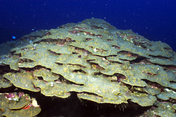Bouldar Star Coral (Orbicella franksi)
