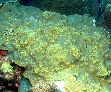 Boulder Star Coral (Orbicella franksi)