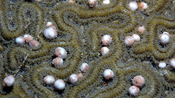 Small white bundles of eggs and sperm nestle atop a brain coral prior to their release.
