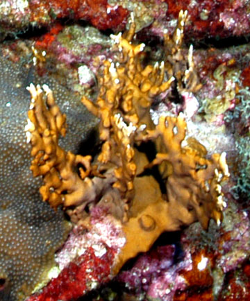 branching fire coral