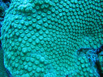 Polyps of Great Star Coral (Montastraea cavernosa)