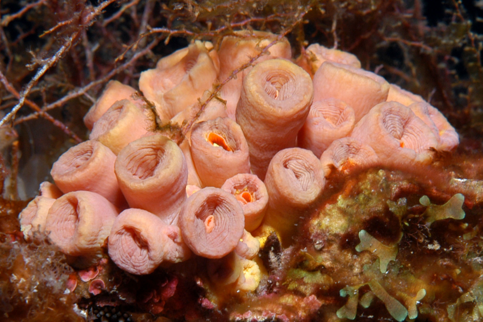 A colony of cup coral with tentacles withdrawn