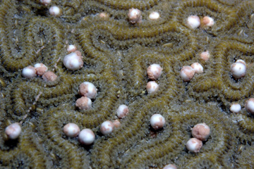 Spawning brain coral (C. natans)