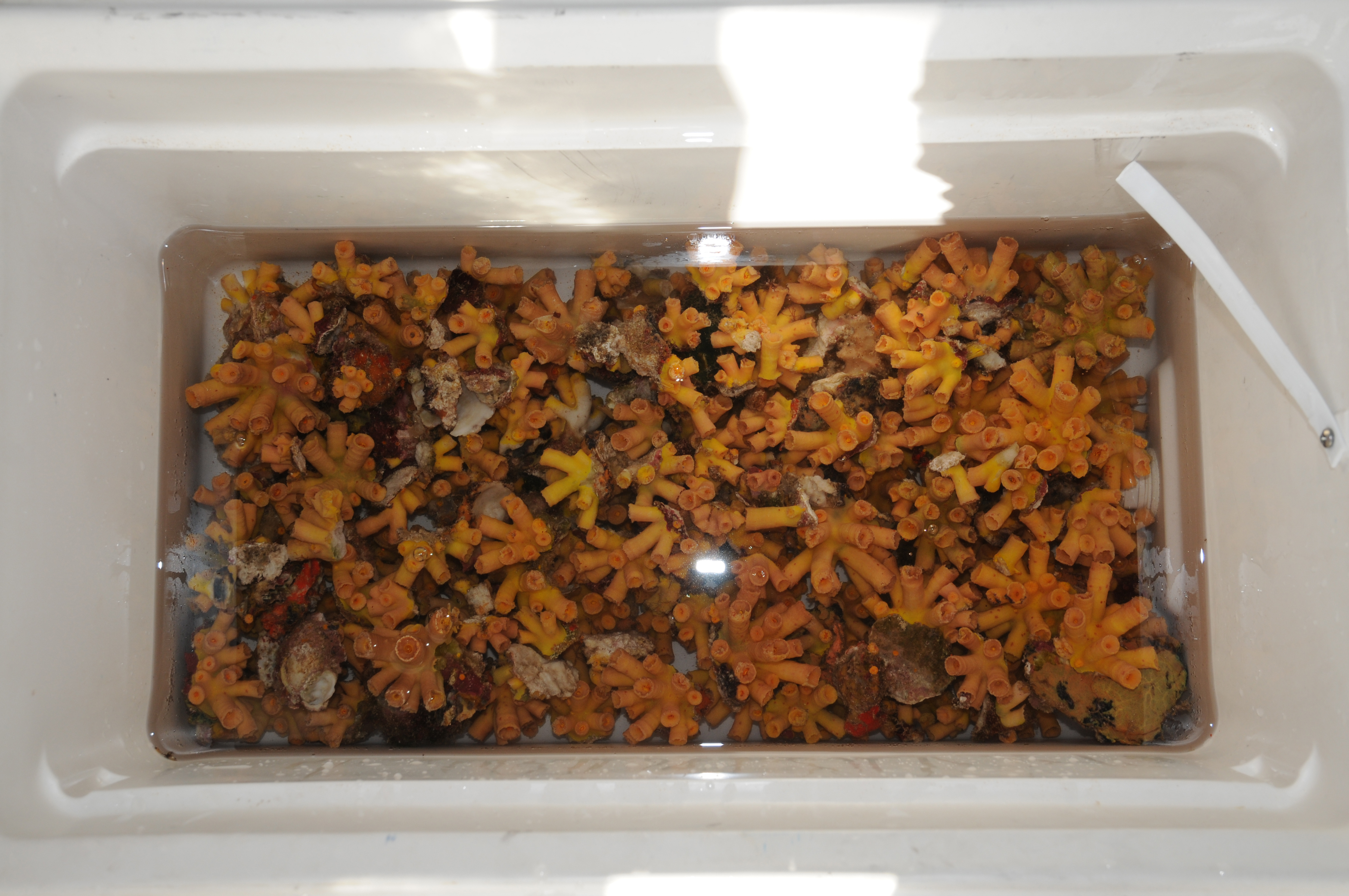 Hundreds of orange cup corals inside a cooler of seawater