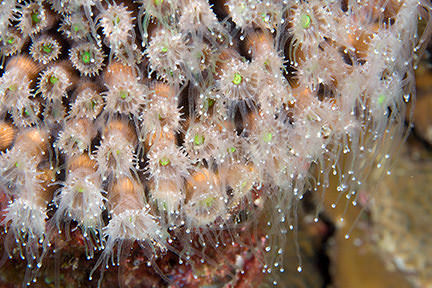 Coral polyps with tentacles extended