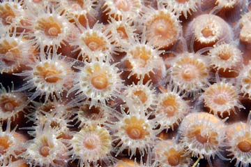 Close up view of pale orange coral polyps with white tentacles reaching out.