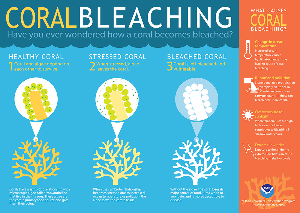 Infographic explaining coral bleaching