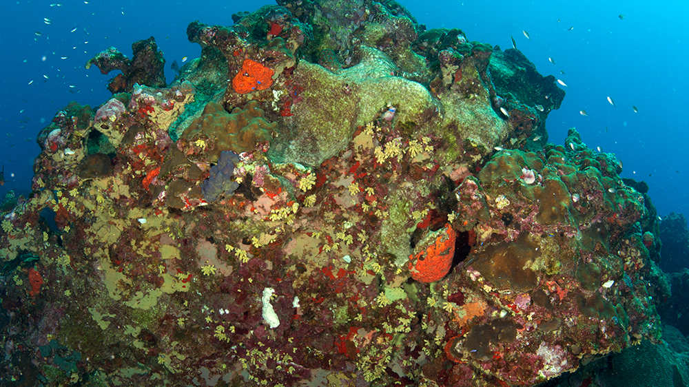 Cup coral colonies at West Bank