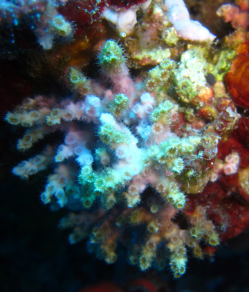 diffuse ivory bush coral (Oculina diffusa)