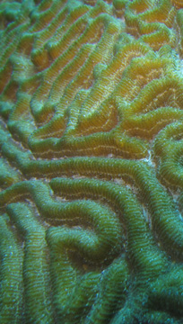Grooves of Symmetrical Brain Coral (Pseudodiploria strigosa)
