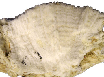 Underside of a coral skeleton showing growth layers