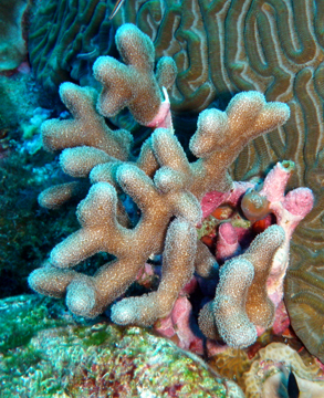 Finger Coral (Porites furcata)