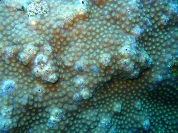 Polyps of Boulder Star Coral (Orbicella franksi)