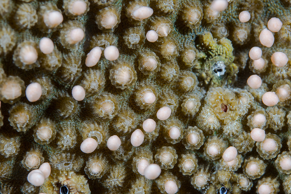 Close up view of Orbicella franksi polyps releasing egg bundles during spawning
