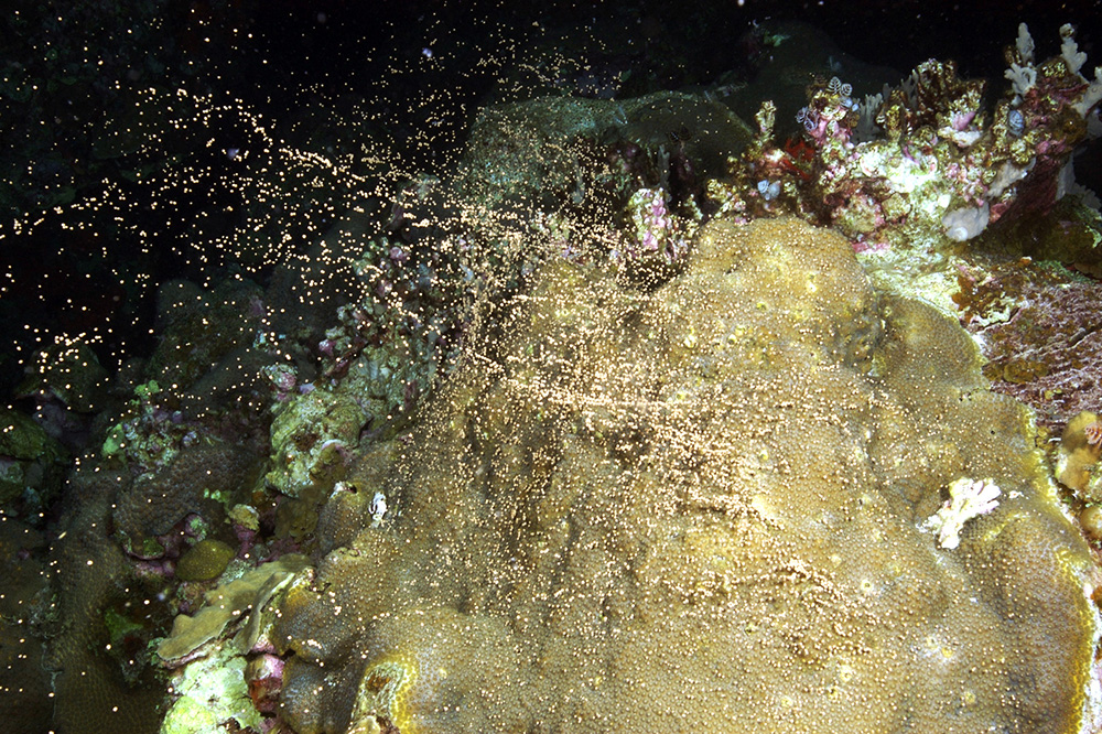 Small white, bb-like bundles rising up from a coral head