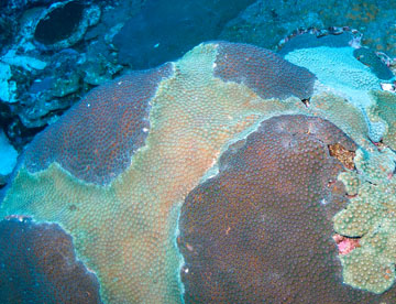 Great Star Coral (Montastraea cavernosa)