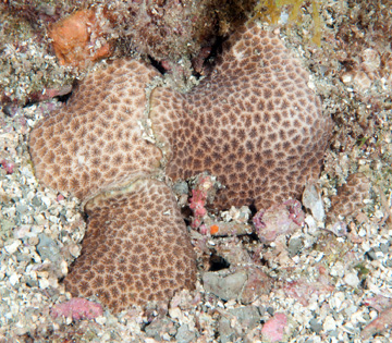 Lesser Starlet Coral (Siderastrea radians)