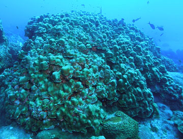colony of lobed star coral (Orbicella annularis)