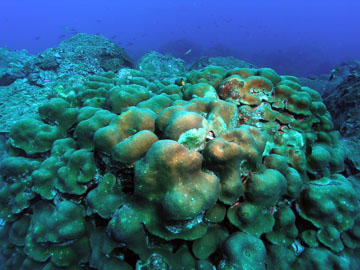 Lobed Star Coral (Orbicella annularis)