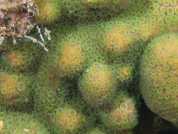 Ten-ray Star Coral polyps (Madracis decactis)