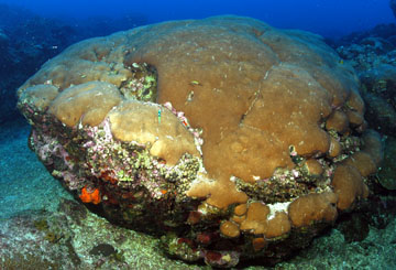 Large boulder of starlet coral in the sanctuary