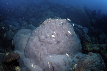 Large boulder of mountainous star coral on a reef