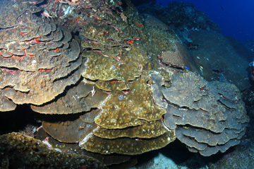 Large colony of boulder star coral layered out in plates.