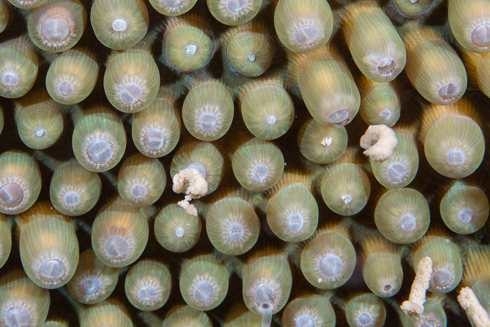 Close up view of Montastraea cavernosa polyps releasing egg bundles during spawning