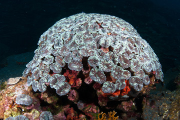 Spiny Flower Coral (Mussa angulosa)