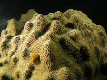 Mountainous Star Coral (Orbicella faveolata)