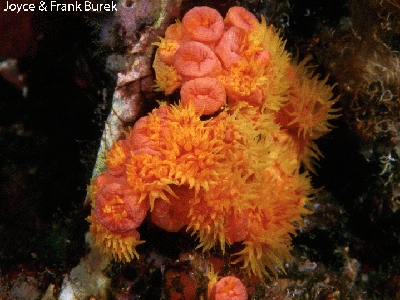 A cluster of Orange Cup Coral polyps, some open and some closed