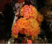Orange cup coral (Tubastraea coccinea)