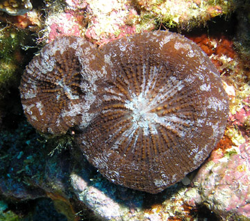 Artichoke coral (solitary disk coral)