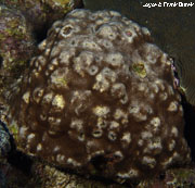 Blushing star coral (Stephanocoenia intersepta)