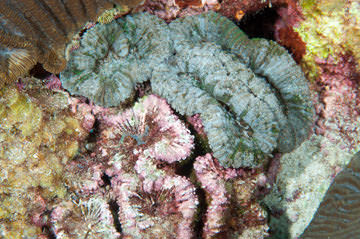 A colony of Spiny Flower Coral that is partly bare, dead skeleton and partly live polyps 