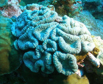 spiny flower coral