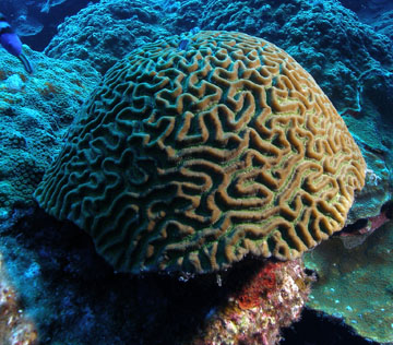 Symmetrical Brain Coral (Pseudodiploria strigosa)