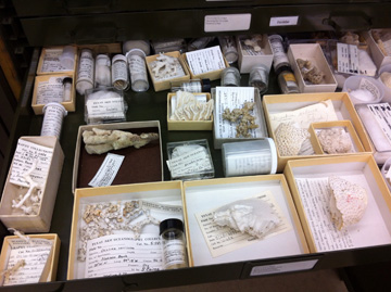 Coral specimens in small boxes inside an open drawer.