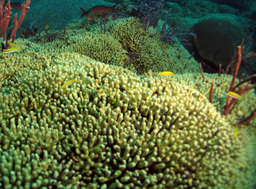 Yellow Pencil Coral (Madracis auretenra)
