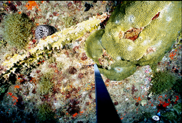 Stetson Monitoring image taken at Pin 37 in 2002. Brain coral, fire coral, a sponge, and algae are visible around the base of a metal pole.
