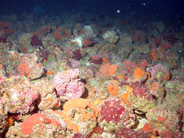 Rocky nodules encrusted with purplish algae and orange sponges.