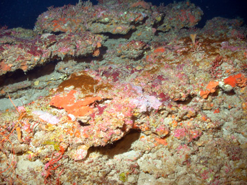 Reef surface encrusted with purplish algae and orange sponges