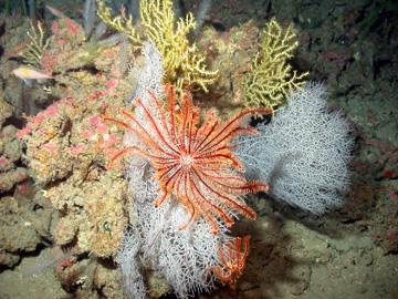 Large red and orange crinoid spread like a flower amid soft corals in white and yellow on a deep reef