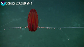 A bright red ctenophore with long trailing tentacles