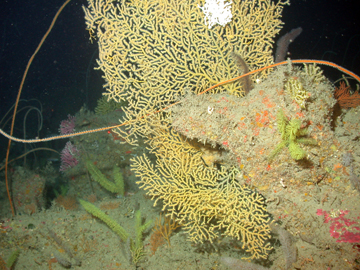 Yellow, fan-shaped octocoral, several green, bottlebrush shaped black corals, and a few sea whips in deep habitat.