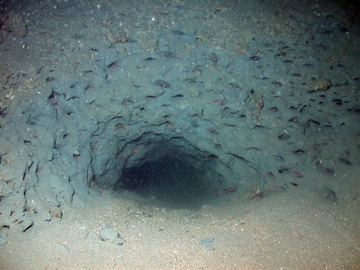 A burrow dug into soft bottom sediments on the ocean floor.  The sediment surrounding half of the opening looks honeycombed.