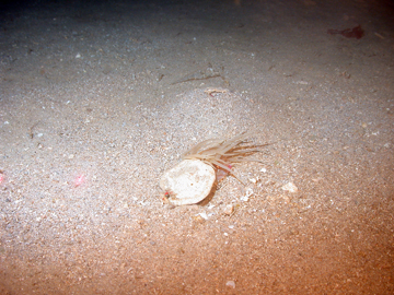 Dead sea biscuit shell partly covering an anemone on a soft sediment bottom