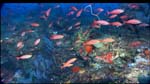 Creolefish schooling around black corals and gorgonians